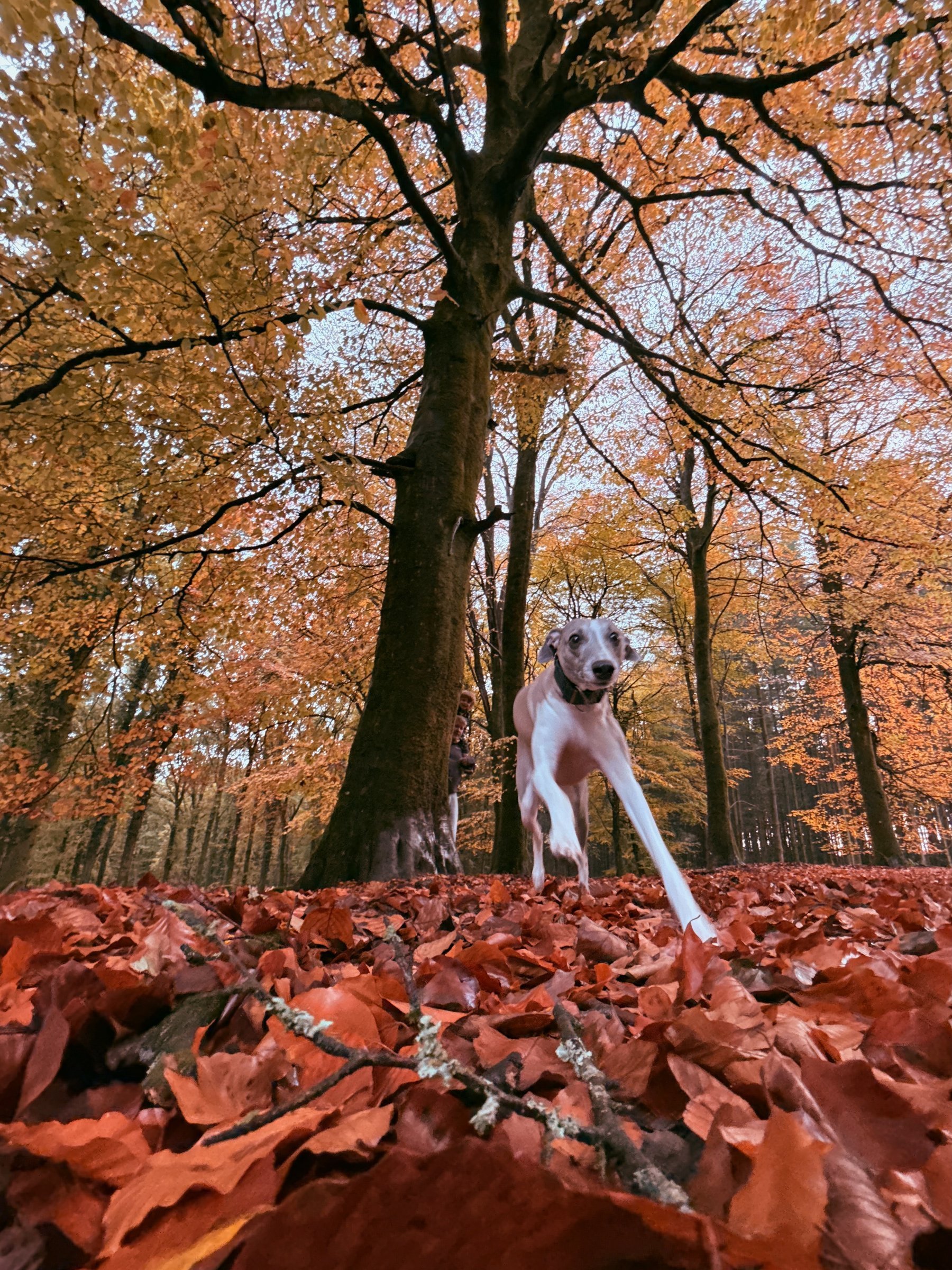 A whippet runs towards the camera through a thick carpet of orange autumn leaves beneath tall beech trees.