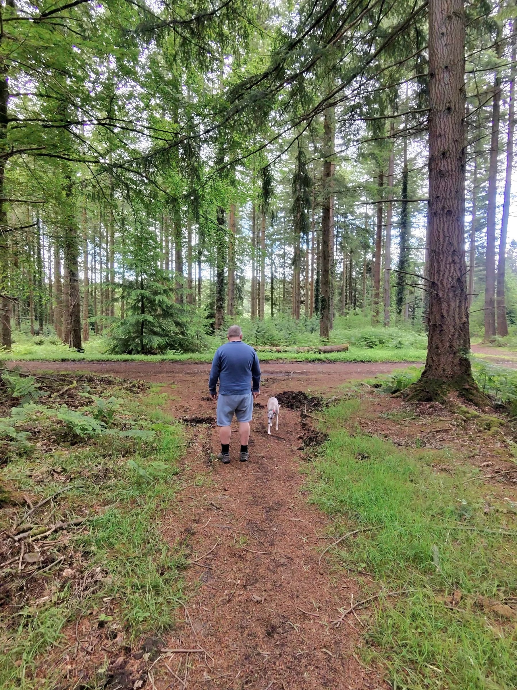 A man in a blue top stands with a pale whippet at a crossing of paths in tall conifer woodland.